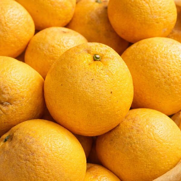 【送料無料】愛媛県産 宇和ゴールド 訳あり 5kg 家庭用 柑橘 みかん グレープフルーツ風 不揃い...