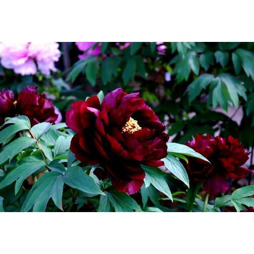 花終わり　牡丹苗4.5号ポット【 皇嘉門（こうかもん）】4.5号 暗紫紅色に細く白覆輪が映える千重咲...