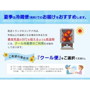 【2本】しきみ 根付き 2本セット一対 生花 ...の詳細画像4