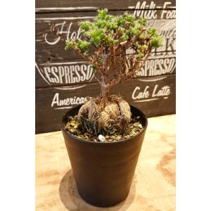 塊根植物の商品一覧 通販 Yahoo ショッピング