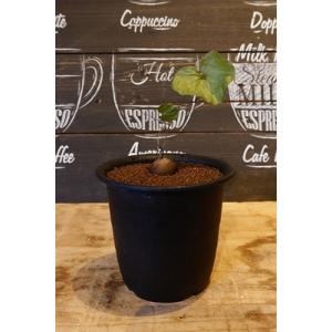 正規販売店 発根活着済 陶器鉢植え サボテン 多肉 コーデックス 塊根 グロボーサ アデニア 植物 観葉植物