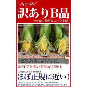 2026年収穫予約 とうもろこし 黄粒 訳あり...の詳細画像1