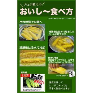 2026年収穫予約 とうもろこし 黄粒 訳あり...の詳細画像4