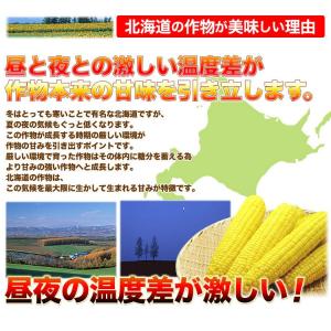 2026年収穫予約 とうもろこし 黄粒 訳あり...の詳細画像5