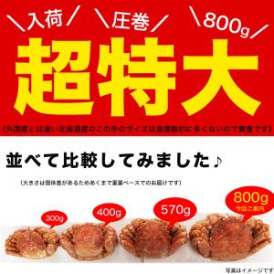 在庫限り最安値に挑戦 超特大 毛ガニ 800g...の詳細画像5