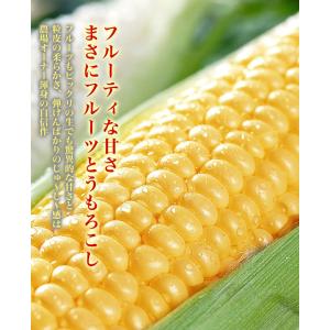 2026年収穫予約 とうもろこし 黄粒 L〜2...の詳細画像5