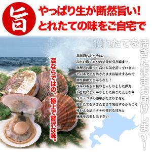 一時的禁漁中で発送まで2〜3週間前後 ホタテ ...の詳細画像3