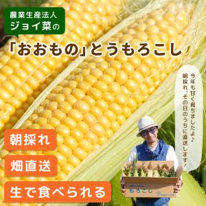 【冷蔵発送!】朝採れ限定!山梨県産 おおもの ...の詳細画像3