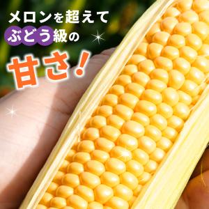【冷蔵発送!】朝採れ限定!山梨県産 おおもの ...の詳細画像4