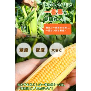 【冷蔵発送!】朝採れ限定!山梨県産 おおもの ...の詳細画像5