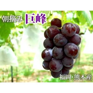 ぶどう 巨峰 約1.2kg(約300g×4パッ...の詳細画像1