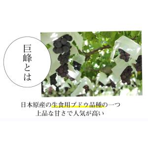 ぶどう 巨峰 約1.2kg(約300g×4パッ...の詳細画像4