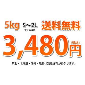 はるか みかん 送料無料 秀品 5kg M〜2...の詳細画像2