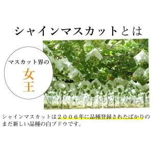 〈クール便でお届け〉 シャインマスカット ぶど...の詳細画像5
