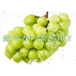 シャインマスカット ぶどう 送料無料 1房 5...の詳細画像2