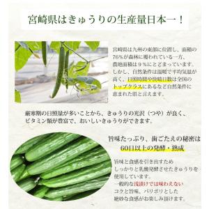 しば漬 漬物 きざみきゅうり漬け 600g(1...の詳細画像3
