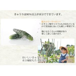 しば漬 漬物 きざみきゅうり漬け 600g(1...の詳細画像4