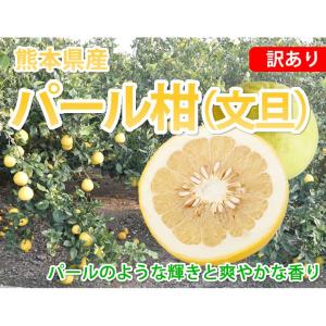 パール柑 5kg 箱込 (内容量4kg+不良果...の詳細画像1