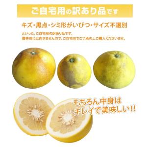 パール柑 5kg 箱込 (内容量4kg+不良果...の詳細画像3