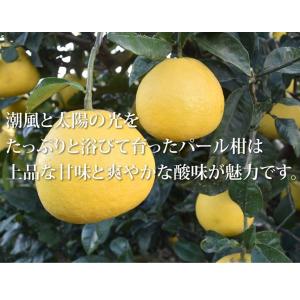 パール柑 5kg 箱込 (内容量4kg+不良果...の詳細画像5