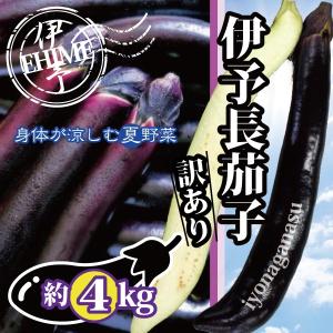 なす ナス 長なす 伊予長茄子 訳あり 愛媛産 ...の商品画像