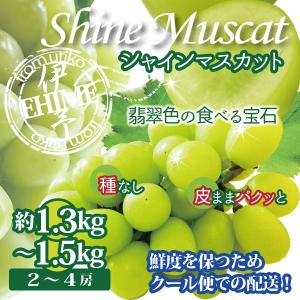 ぶどう マスカット シャインマスカット 約1.3~1.5kg ２〜4房 フルーツ クール便 愛媛産 ご家庭用