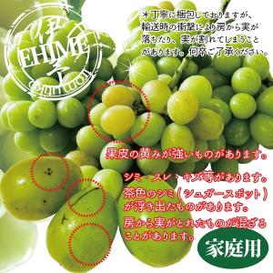 ぶどう マスカット シャインマスカット 約1....の詳細画像1