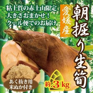 予約販売) 朝掘り筍(たけのこ) 4kg(約4〜5本) (※アク抜き 予約販売) 朝掘り筍(たけのこ) 4kg(約4〜5本) (※アク抜き