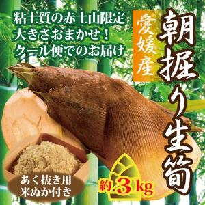 たけのこ 生竹の子 愛媛産 朝掘り筍 送料無料 約３kg 大きさおまかせ クール便 あく抜き用米ぬか付