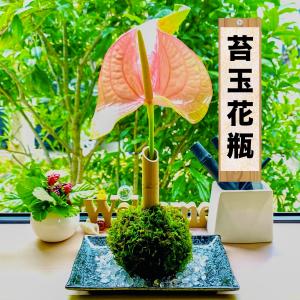 苔玉 インテリア 盆栽 家具 インテリア用品 の商品一覧 通販 Yahoo ショッピング