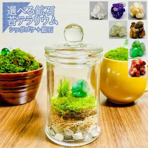 テラリウム 容器 ガラス 蓋付きの商品一覧 通販 Yahoo ショッピング