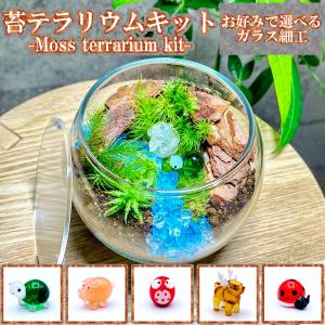 テラリウム 容器 ガラス 蓋付きの商品一覧 通販 Yahoo ショッピング