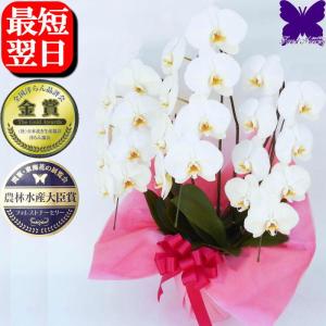 胡蝶蘭 お祝い お供え 開店祝い ★クーポン発行中★ 移転祝い 開業祝い 開院祝い 就任祝 昇進祝 大輪 白 3本立ち 誕生日祝 退職 還暦 1