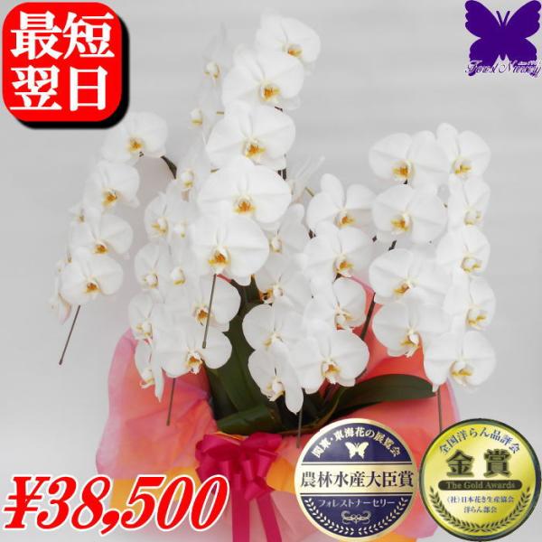 胡蝶蘭 お祝い 開店祝 移転祝 開業祝 ★クーポン発行中★ 大輪 白 5本立ち 46〜50輪 ギフト...