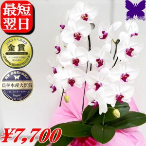 母の日 Mother's Day 胡蝶蘭【マザーチーク】5号鉢 2本立ち 陶器鉢