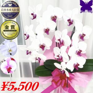 誕生日のお祝い 赤リップ 白赤 胡蝶蘭 開店祝 ★クーポン発行中★ 2本 お祝い 移転祝 開業祝 就任祝 退職祝 還暦祝 古希 米寿 喜寿 傘寿 卒寿 お供え 母の日