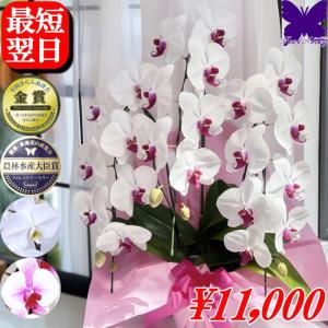 胡蝶蘭 お祝い専用 開店祝い ★500円OFFクーポン発行中3/19まで★ 移転祝 開業祝 開院祝 就任祝 昇進祝 ピンク 白 3本立ち 誕生日祝 退職 還暦 2