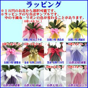胡蝶蘭 お祝い専用 開店祝い ★500円OFF...の詳細画像1