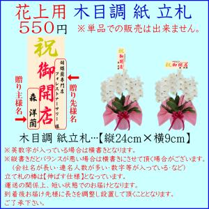 胡蝶蘭 お祝い専用 開店祝い ★500円OFF...の詳細画像4