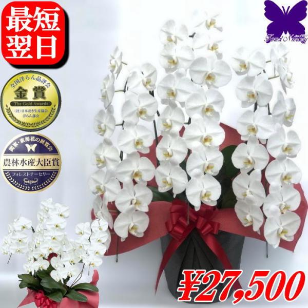 胡蝶蘭 お祝い 3本立ち 開店祝い ★クーポン発行中★ 移転祝い 開業祝 大輪 白 36輪 ギフト ...