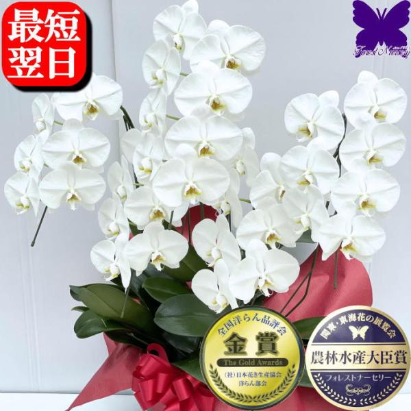 胡蝶蘭 お祝い 5本立ち 開店祝 ★クーポン発行中★ 移転祝 開業祝 大輪 白赤 白 35〜40輪 ...