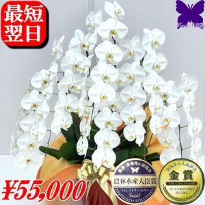 胡蝶蘭 お祝い 6本立ち ポイント10倍 ★クーポン発行中★ 開店祝 移転祝 開業祝 大輪 白6本 48〜54輪 誕生日祝 就任祝 退職 還暦 お供え 命日