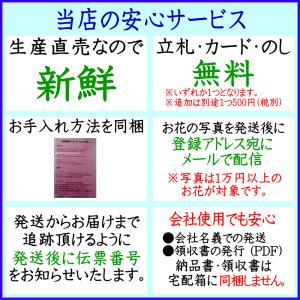 胡蝶蘭 お祝い 7本立ち ポイント10倍 ★ク...の詳細画像1