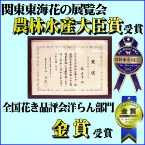 胡蝶蘭 お祝い 7本立ち ポイント10倍 ★ク...の詳細画像3