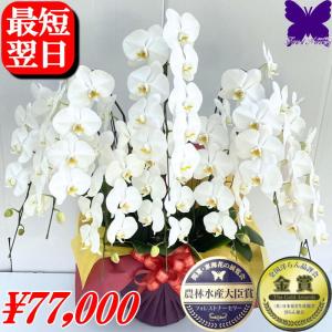 胡蝶蘭 お祝い 8本立ち ポイント10倍 ★クーポン発行中★ 開店祝 移転祝 開業祝 大輪 白 8本立ち 64〜72輪 誕生日祝 就任祝 退職 還暦 お供え