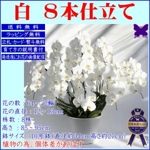 胡蝶蘭 お祝い 8本立ち ポイント10倍 ★ク...の詳細画像5