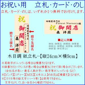 胡蝶蘭 お祝い 白 6〜8本仕立て ポイント1...の詳細画像5