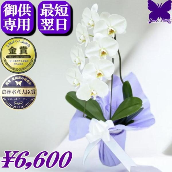 お供え専用 胡蝶蘭 御供 ★クーポン発行中★ 仏花 供花 新盆 お悔やみ 枕花 大輪 白  1本立ち...