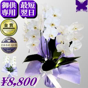 お供え 大輪胡蝶蘭 3本立 ハイグレード 白 36輪以上 お供え花