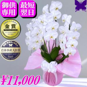お供え専用  胡蝶蘭 ★500円OFFクーポン発行中1/31まで★ お供え 大輪 御供 仏花 供花 新盆 お悔やみ 枕花 白 3本立ち 献花 お盆 花 葬儀 法要 仏事 鉢物 5